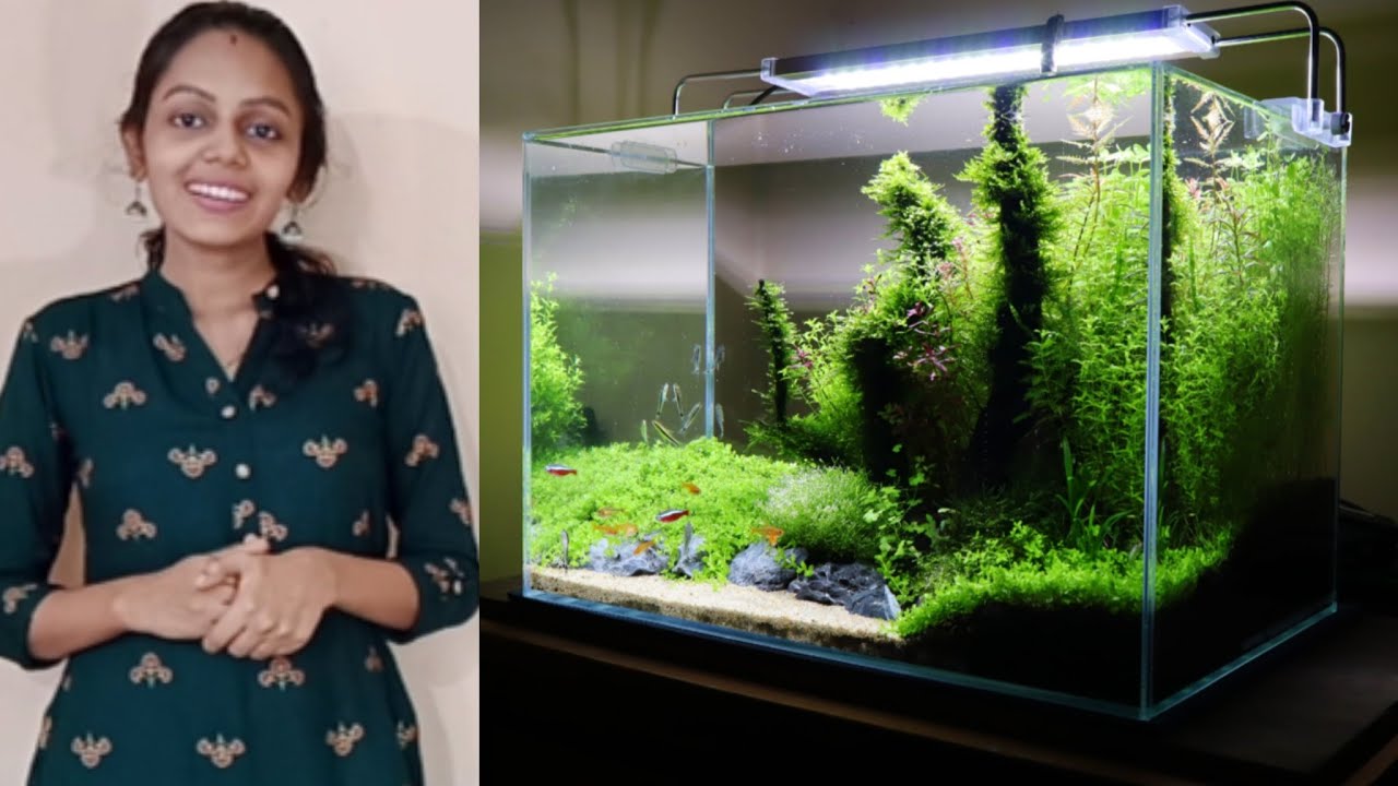 nature aquarium 100 days update | Co2 | Part 2