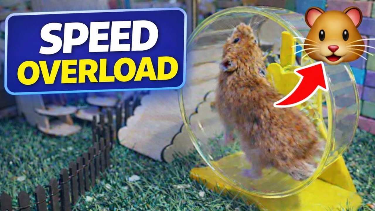 You Won’t Believe How Fast This Hamster Runs! 😱