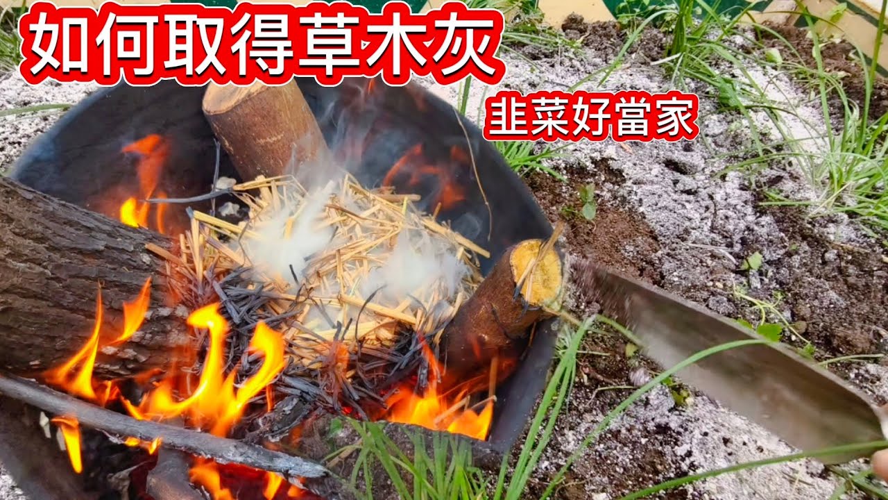 韭菜的好當家草木灰👍如何燒制草木灰
