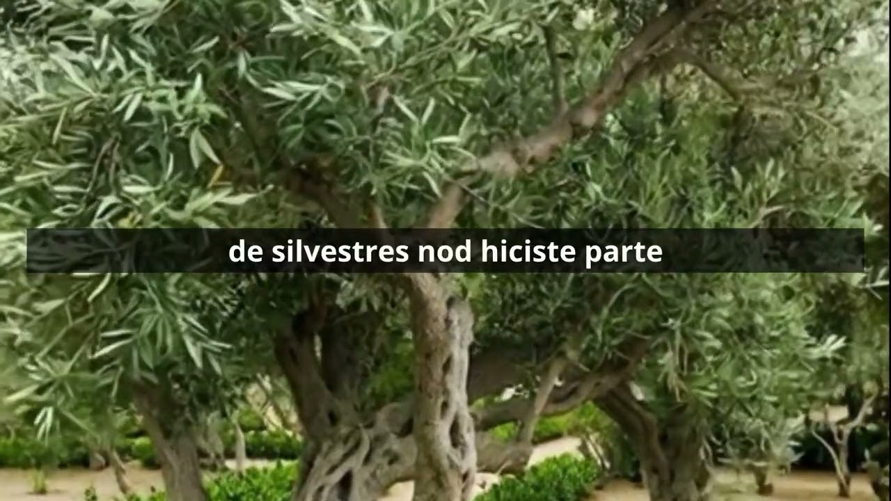 EL SECRETO de estar INJERTADO EN TU OLIVO | ¿Qué significa para tu vida?