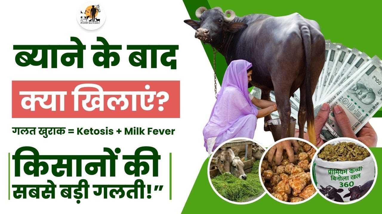 ब्याने के बाद क्या खिलाएं? गलत खुराक = Ketosis + Milk Fever | किसानों की सबसे बड़ी गलती!”