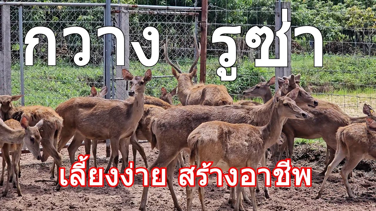 เลี้ยงกวางรูซ่า สร้างอาชีพที่จ.กาฬสินธุ์