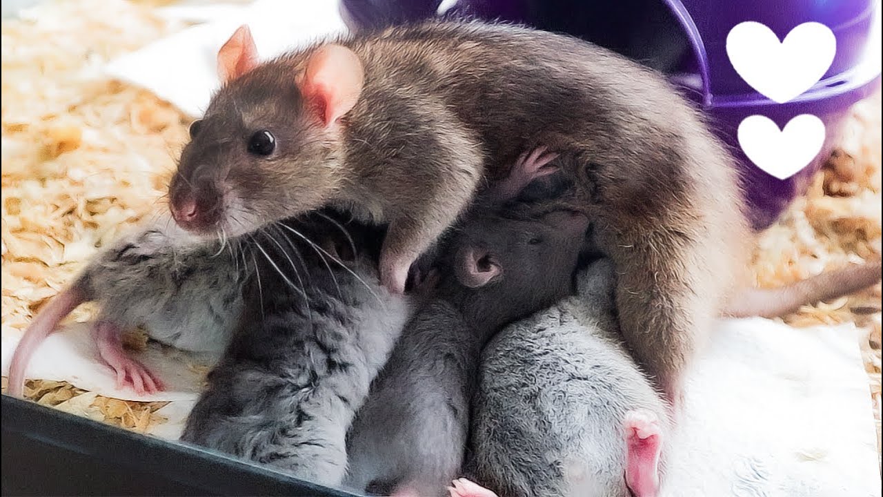 Observing Rat Mom with Her Baby Rats