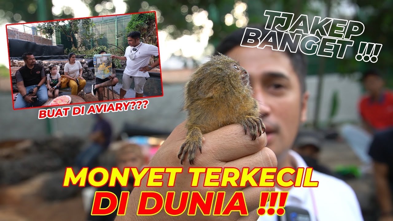 DARI BRAZIL MASUK KE AVIARY GUE..COCOK GAK???