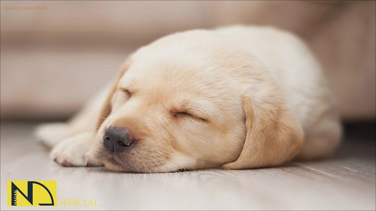 20 часов любимой музыки собак🐶💖Музыка для сна собак 🐶🎵 Музыка для снятия беспокойства при разлуке🎵