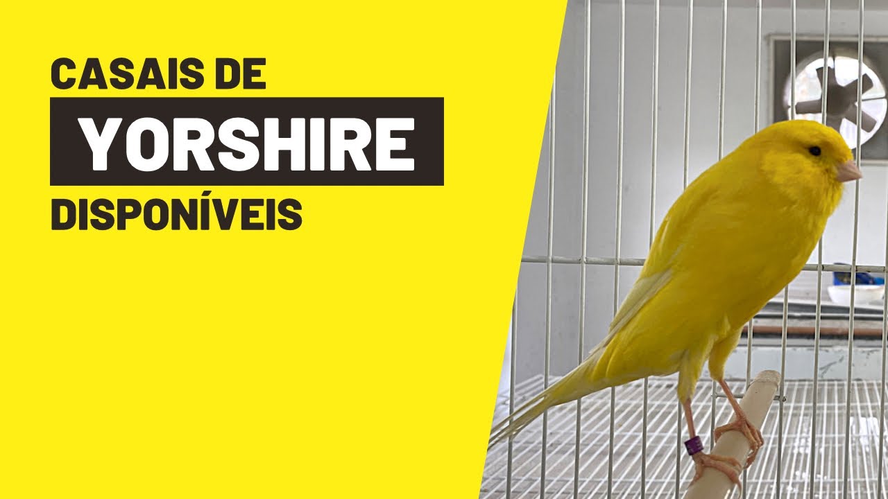 Criador de YORSHIRE disponibiliza casais de CANÁRIOS