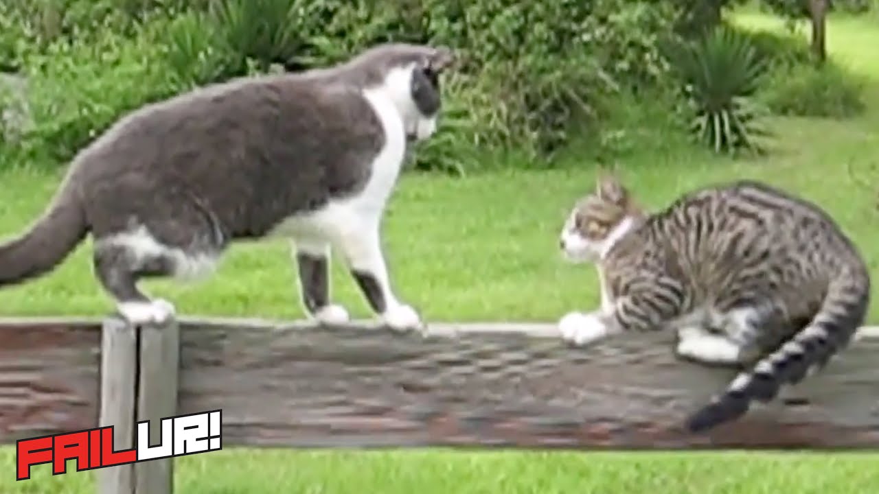 The Best Cat Fight Fail | FAILur