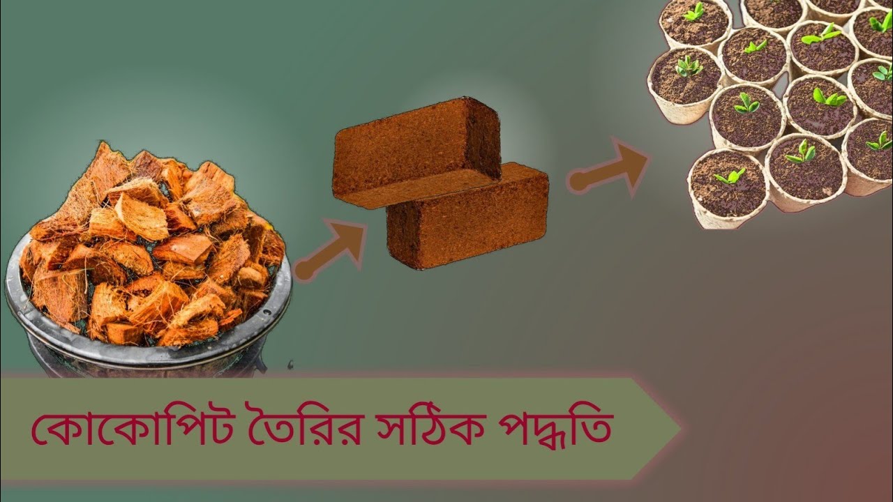 সহজ পদ্ধতিতে কোকোপিট তৈরি//sohoj podditite cocopit toiry#cocopit #agriculture #youtubevideo 