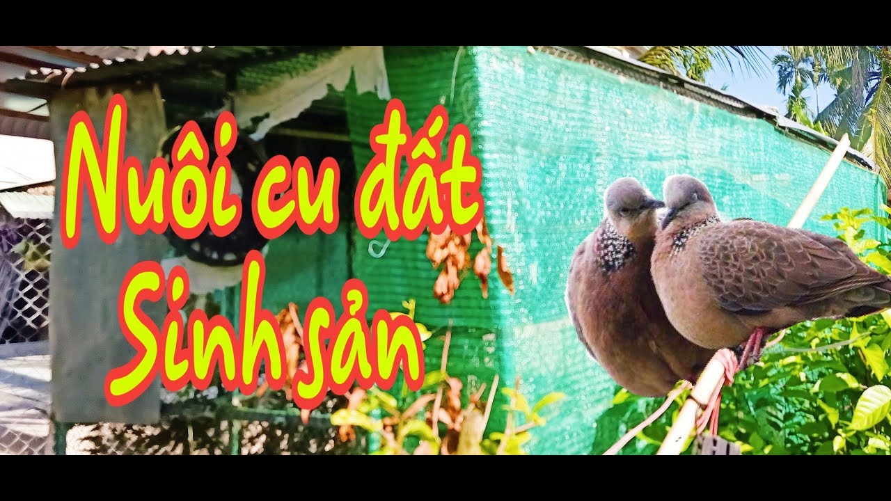 Bỏ túi 3 triệu đồng mỗi tháng từ 10m2 chuồng nuôi Cu Đất sinh sản_ Mô hình nuôi cu đất