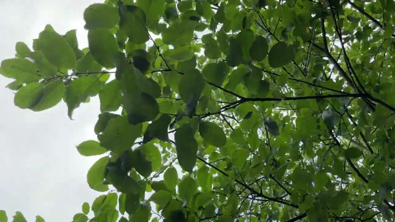 Goat willow - branches, twigs & leaves - August 2023