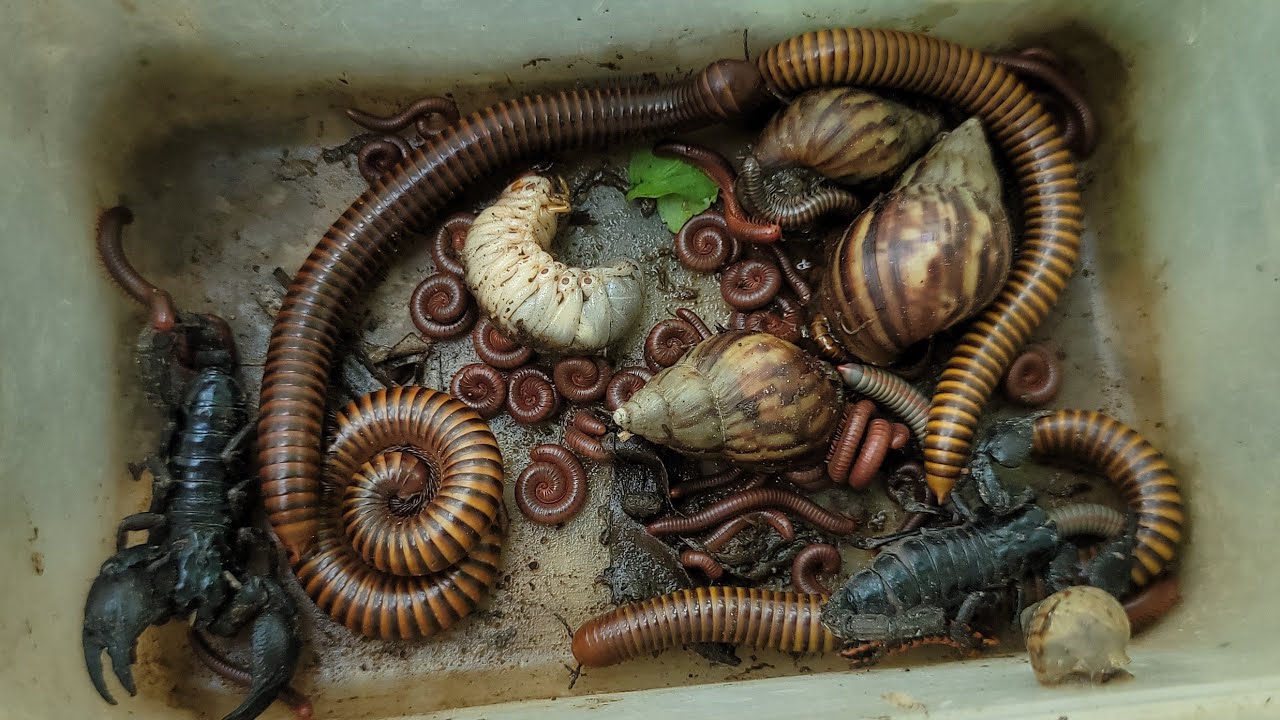 На открытом воздухе, на поле для кошачьих ловля 100 маленьких красных многоножек, гигантских скор...