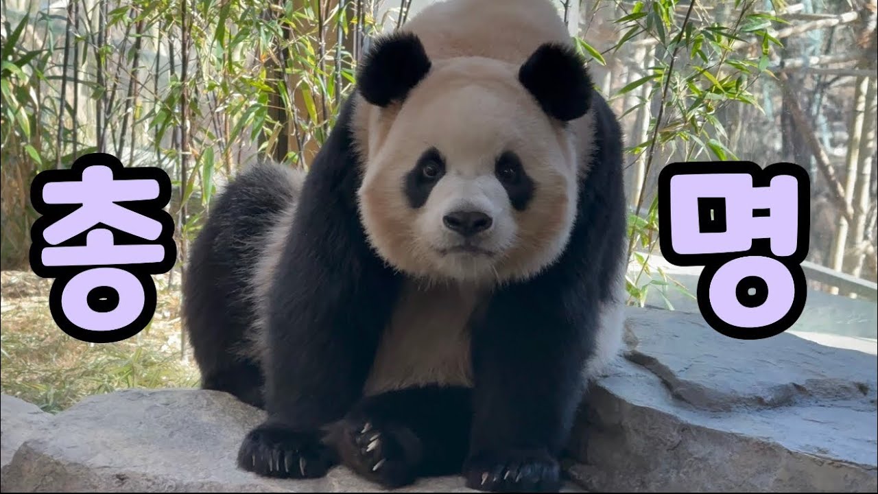 두 눈이 땡글땡글 총명 그 자체🤗💜