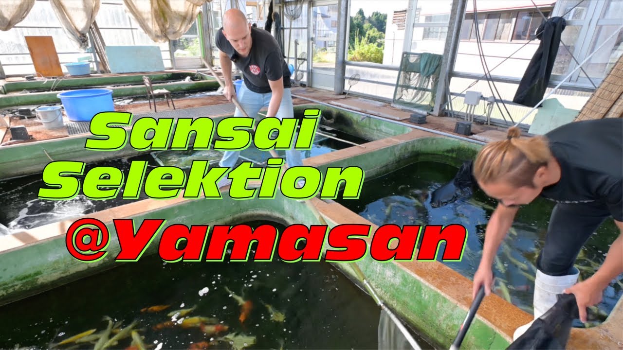 Sansai Selektion auf der Yamasan Koi Farm!