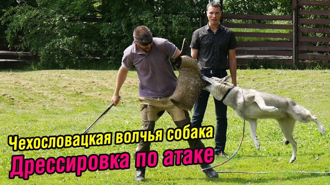 Чехословацкий влчак Луна | Дрессировка на атаку