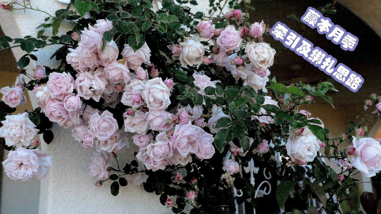 藤本月季绑扎和牵引的思路 （Climbing Rose Binding and dragging)