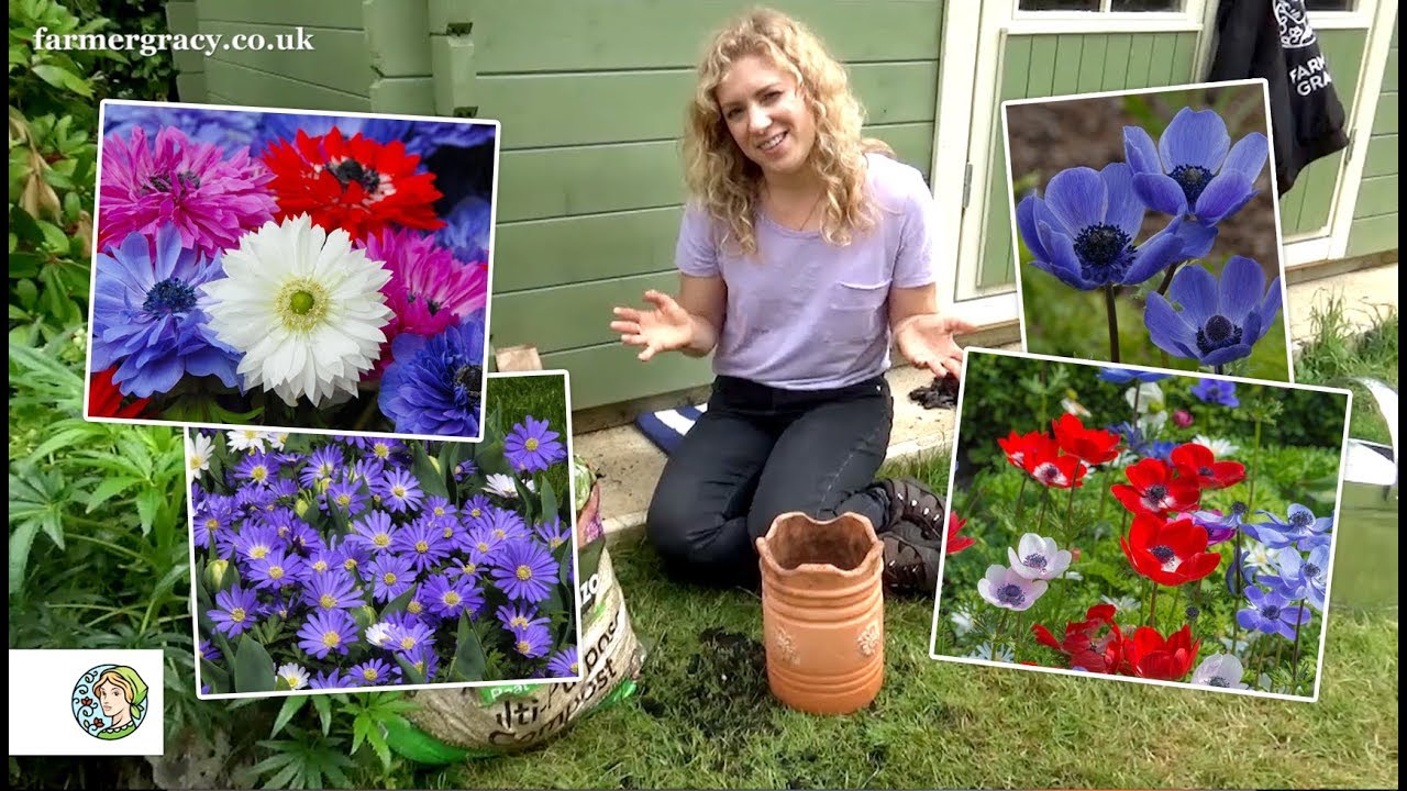 How to plant Anemones (bulbs/corms) - FarmerGracy.co.uk