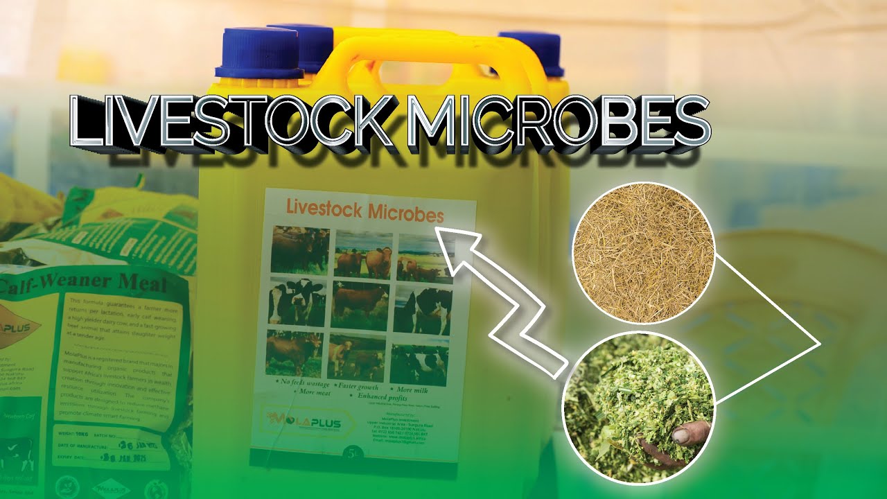 A Comprehensive Guide On HOW To Use MOLAPLUS LIVESTOCK MICROBES Effectively - INSTANT RESULTS!