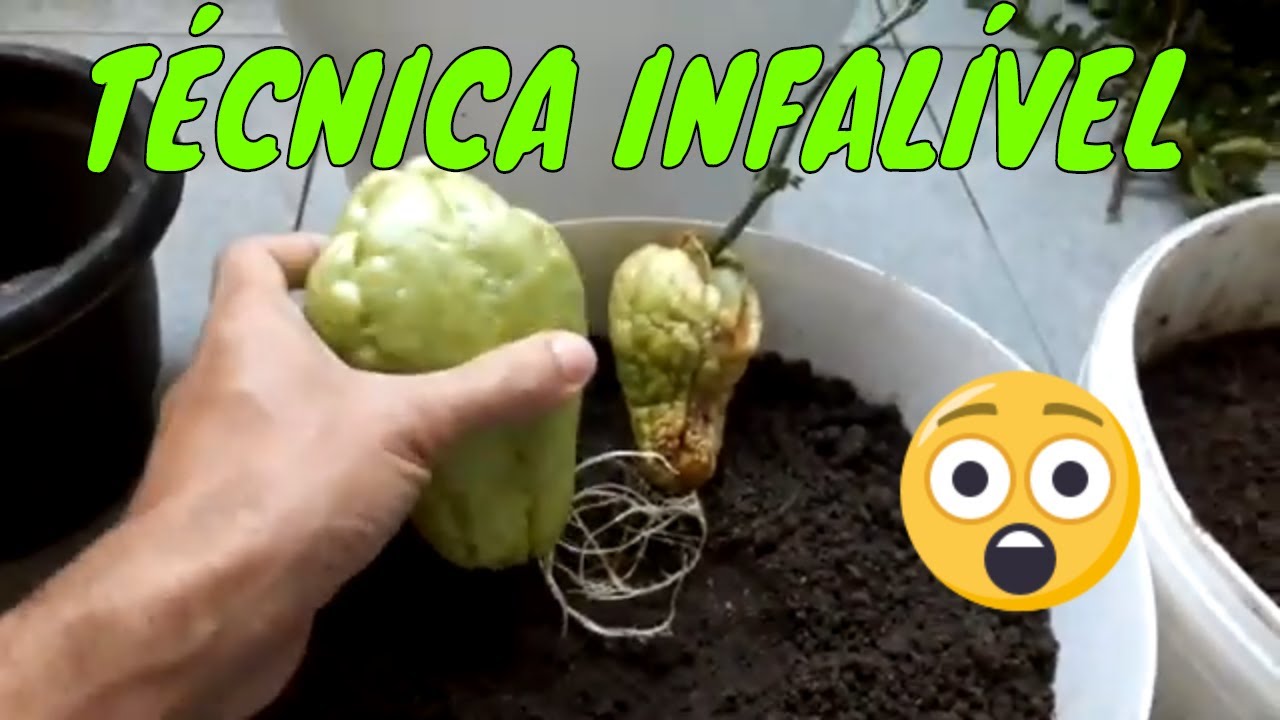 Plantando CHUCHU técnica infalível