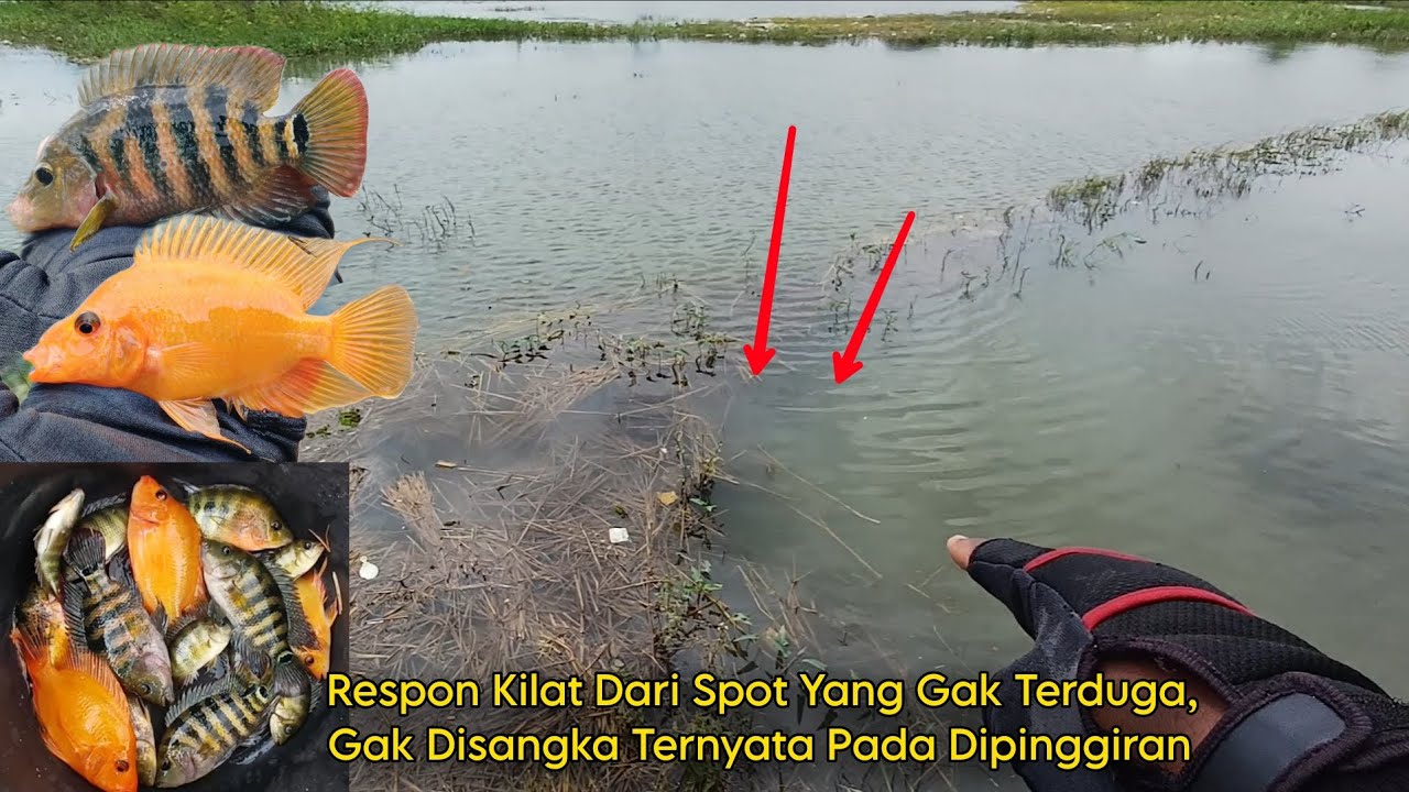 SPOT DANGKAL BEKAS SAWAH, MALAH GACOR PARAH&bull; Mancing Ikan RED DEVIL di Situ Waringin Karawang Timur