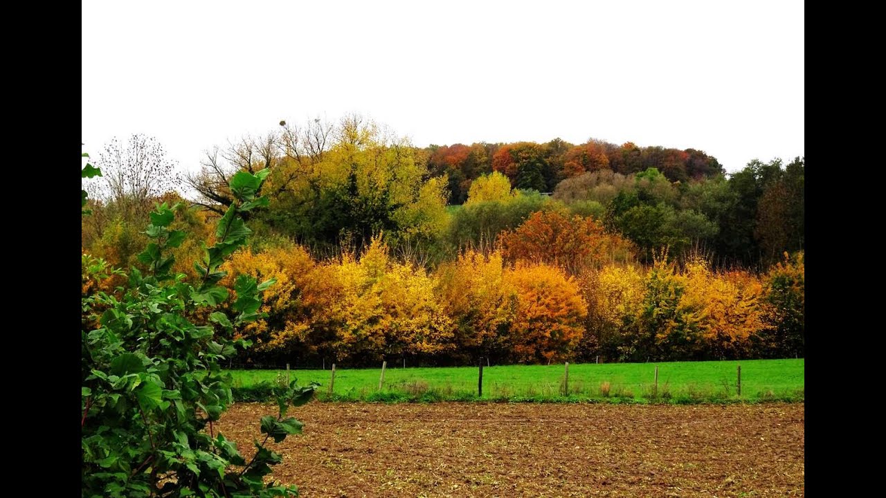 HERFSTSPROOKJE IN HET GEULDAL.