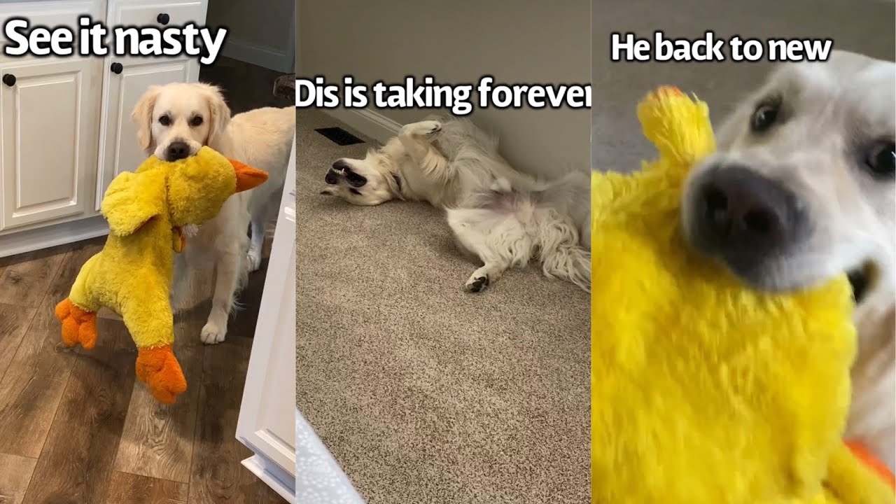 Human Washes Dogs Favorite Toy (Part 2)