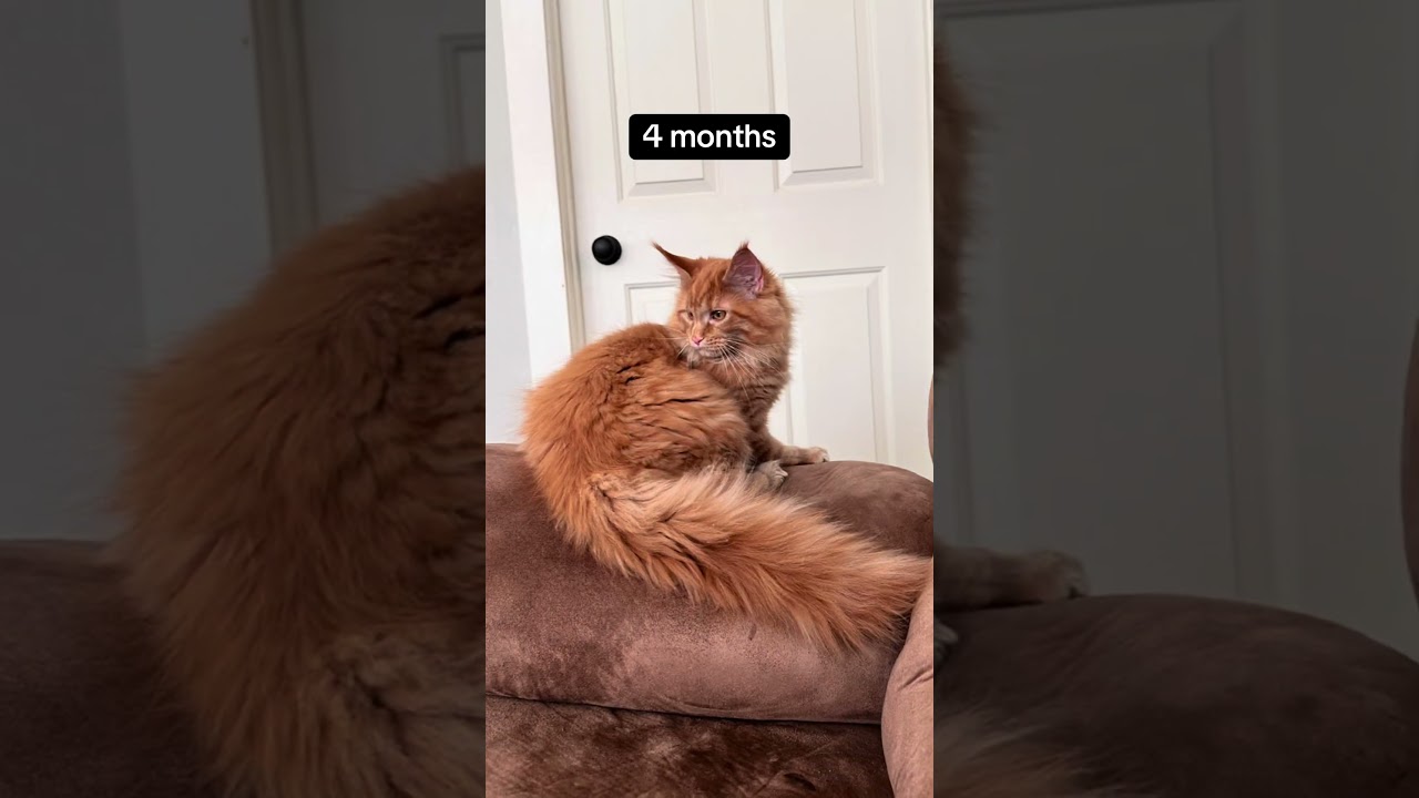From Kitten to Majestic Maine Coon | Epic Tail Growth at 9 Months!