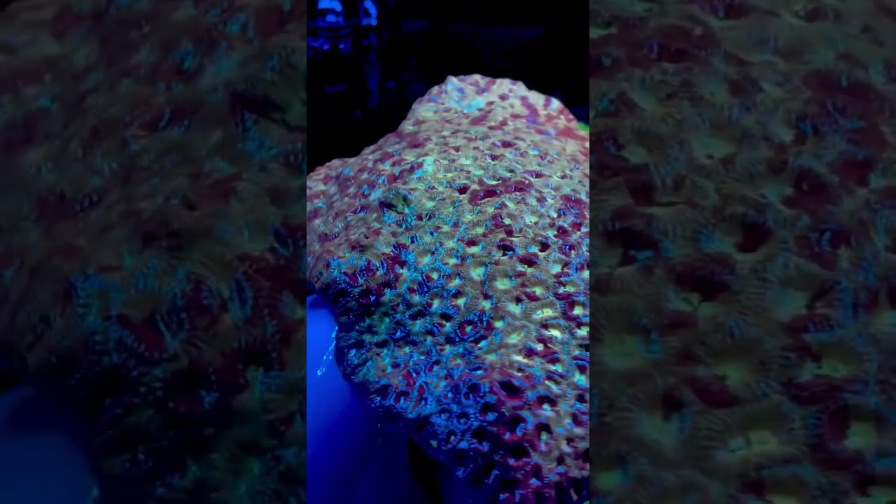 Two years in the making and still growing strong. This massive Favia colony is a reef tank legend —