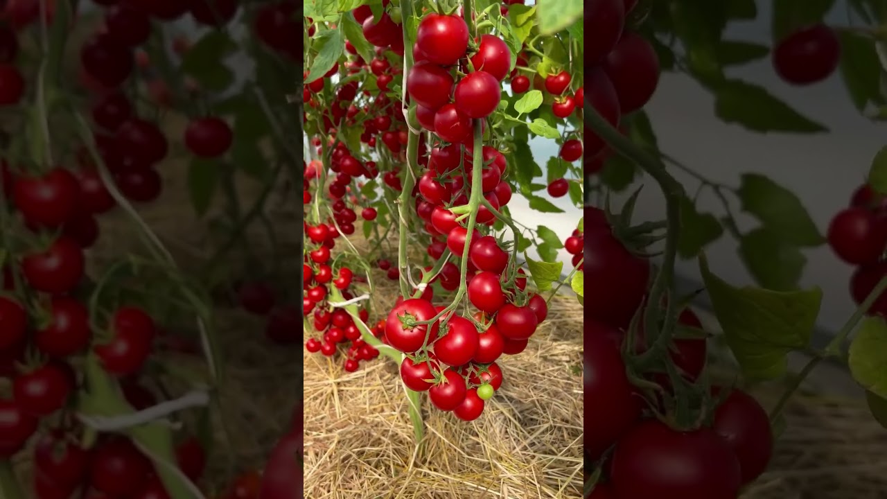 🤩 Удивительный низкорослый черри томат &ndash; Земледелец! #SemenaPartnerShorts