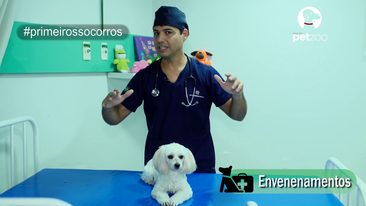 Primeiros Socorros em pets