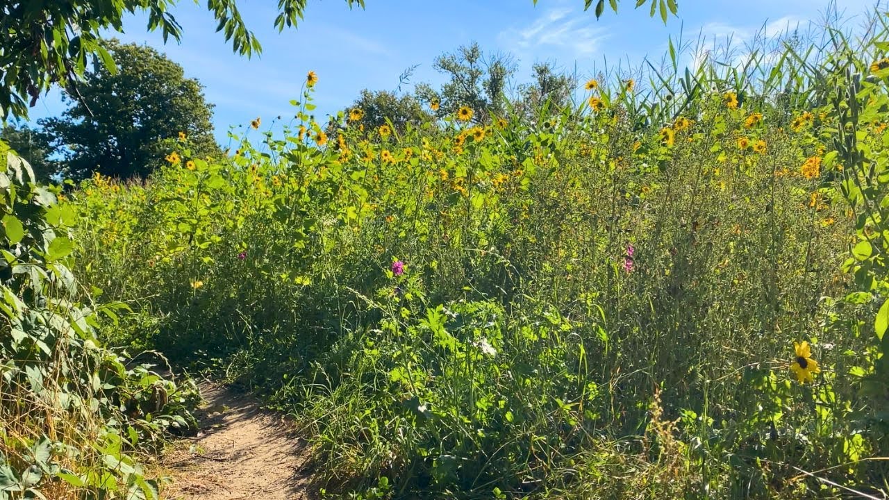 Peaceful Walk through Wildflowers and Forest Paths | Putten, Gelderland 🌸🌿