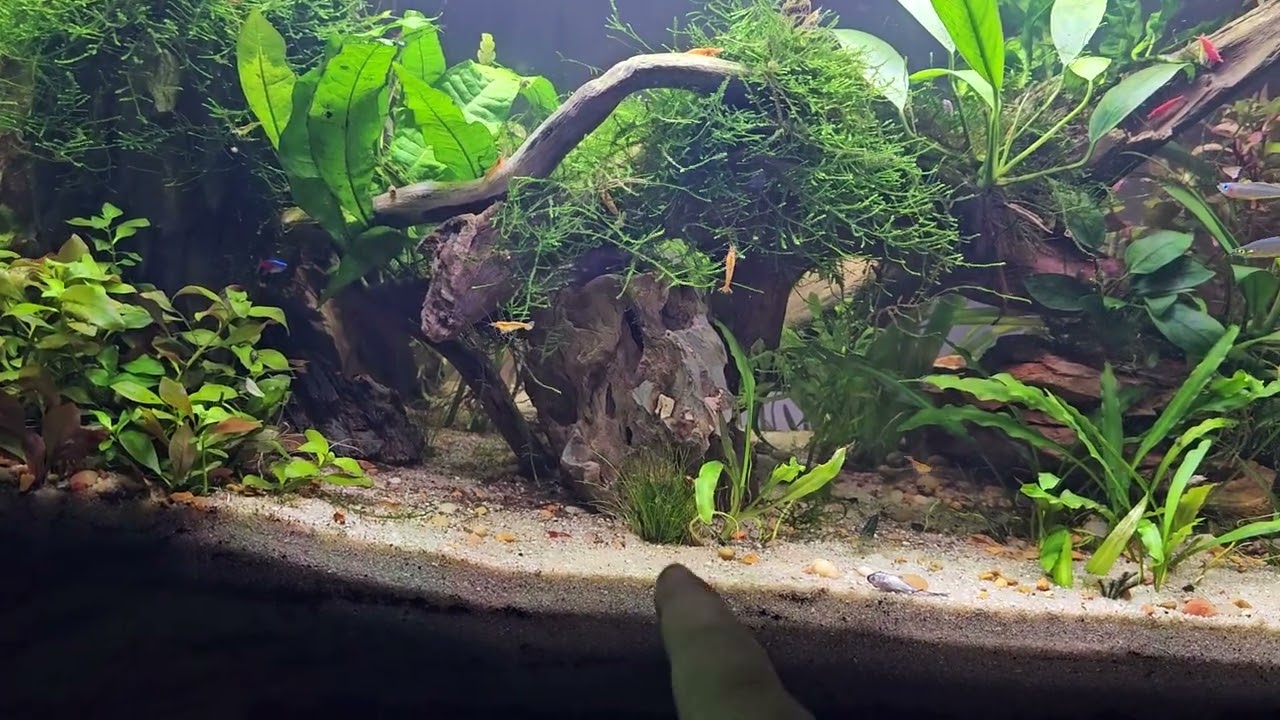 Week 2 of my low tech aquarium #plantedtank #aquariumsetup #aquascape 