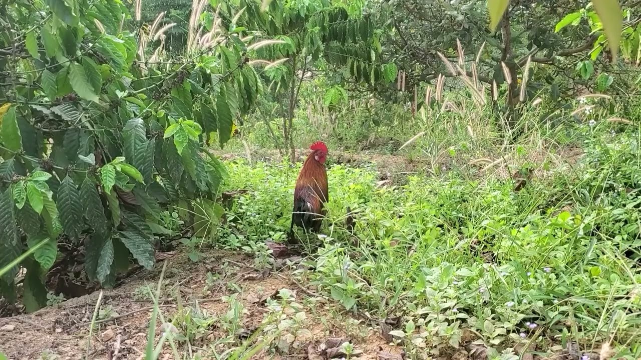 Trapping wild chickens is a passion that gets into the blood  02/20/2026
