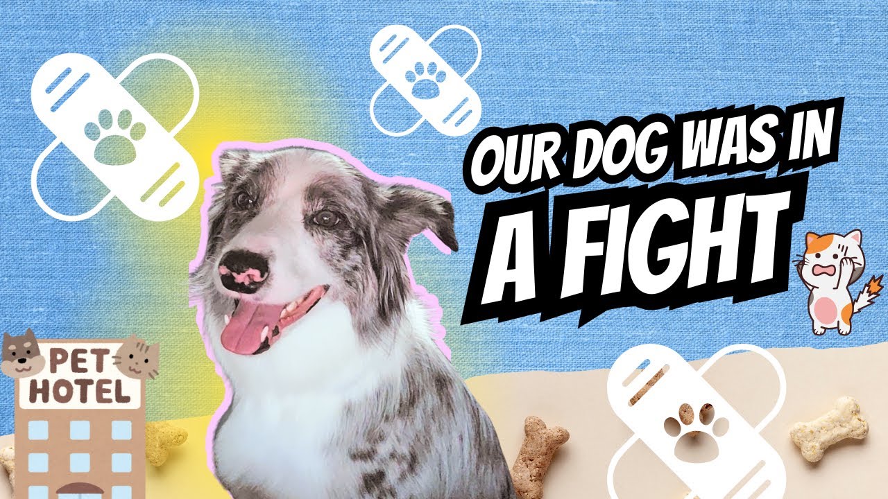 Before Our Trip, Our Dog Got in a Fight… What Happened?