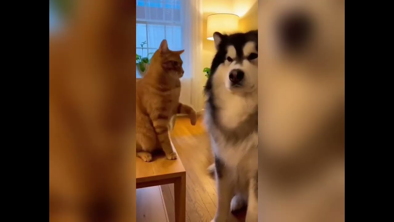 How dare he treat the doggo like that!