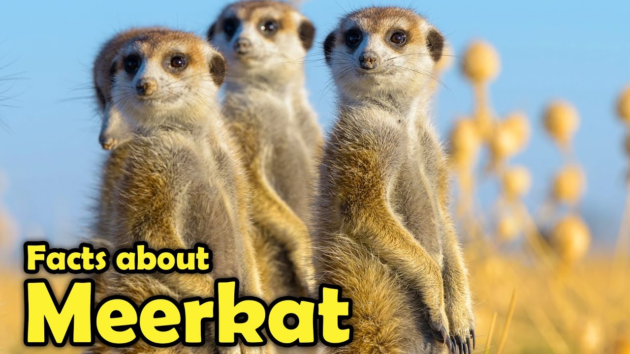 Что такое сурикат? - Увлекательные факты о сурикатах!