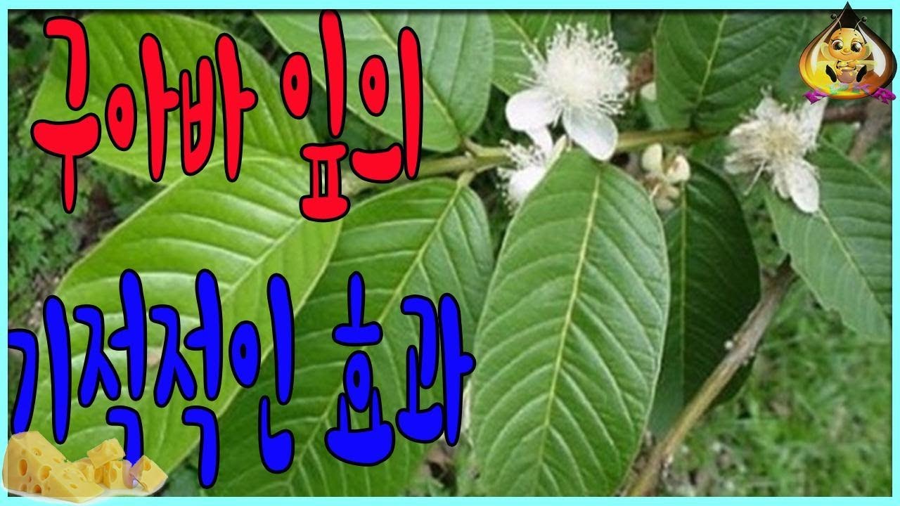 최신 새:구아바 잎의 기적적인 효과|KpKr