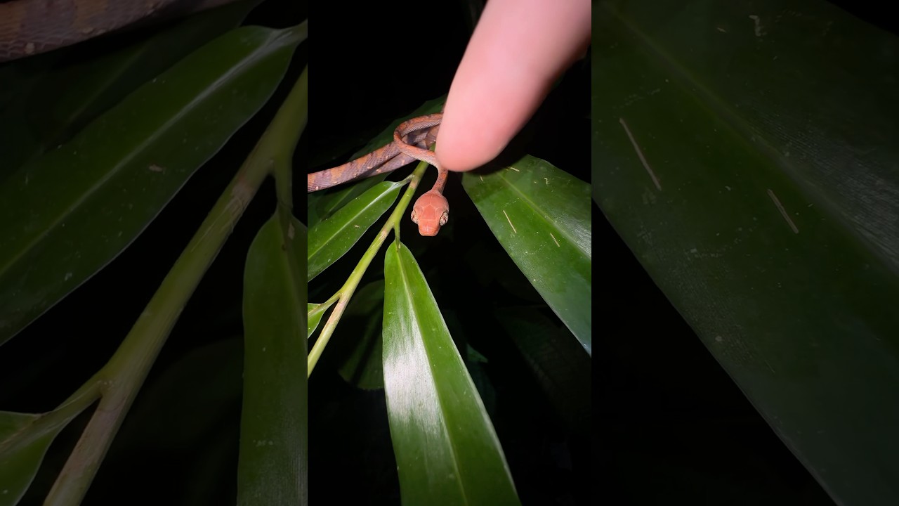Booping every Animal in Thailand