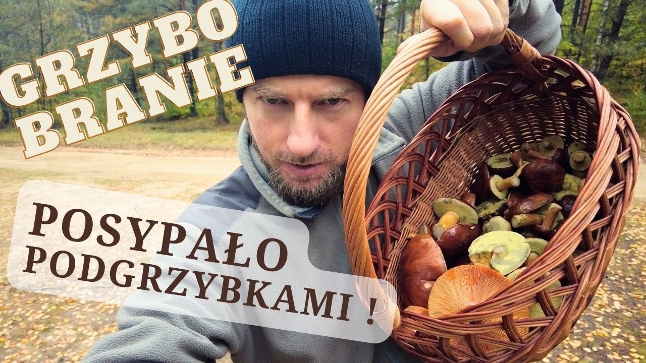 Jakie Grzyby Znam i Zbieram - Duży Wysyp Podgrzybków - Grzybobranie 2023, Przewodnik
