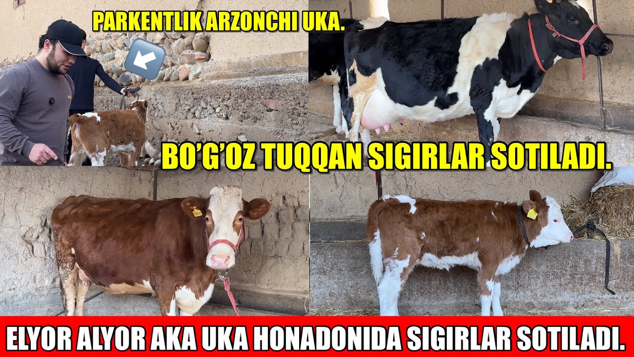 ELYOR ALYOR HONADONIDA BO’G’OZ SIGIRLAR SOTILADI.