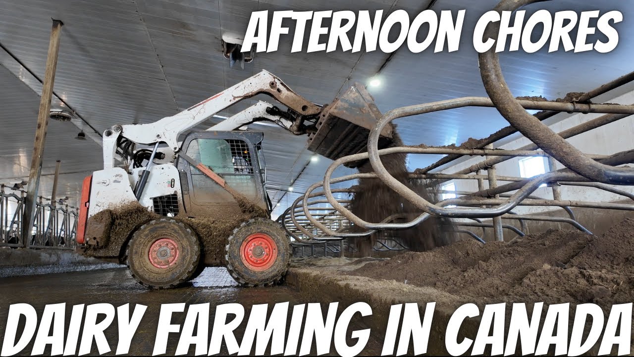 Loading Canola And Putting Sand In The Beds