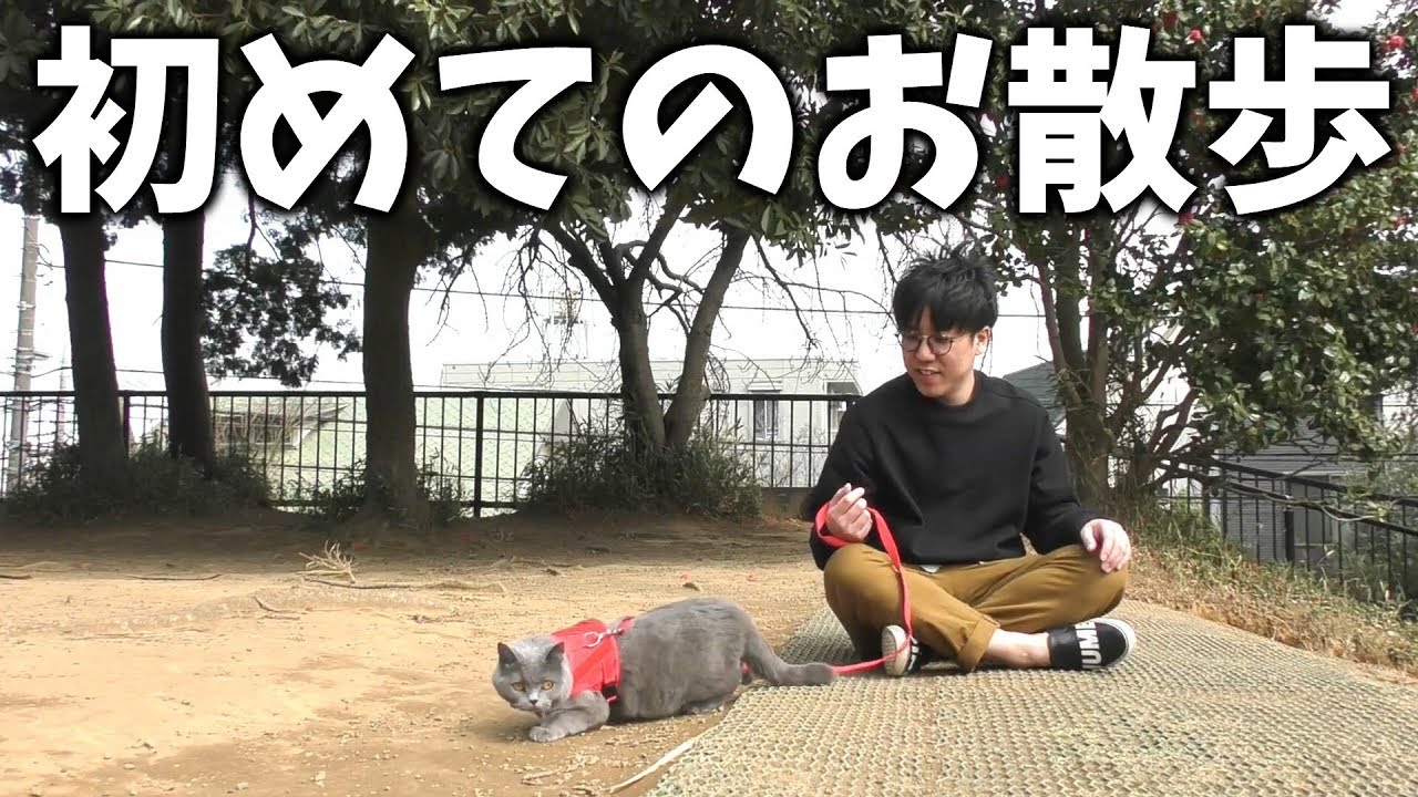 はじめてのお散歩 (ブリティッシュショートヘアー / 1歳 / オス)