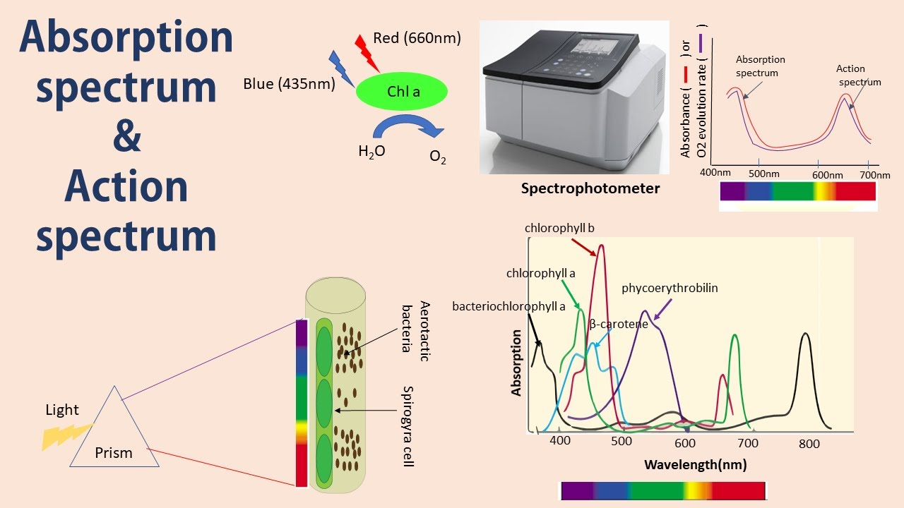 5 # Photosynthesis-3 (Absorption & Action spectrum)