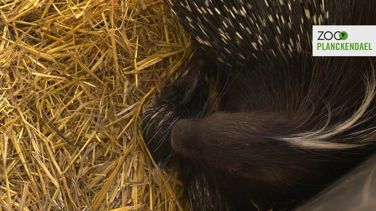 Allereerste keer: stekelvarkentjes geboren in ZOO Planckendael
