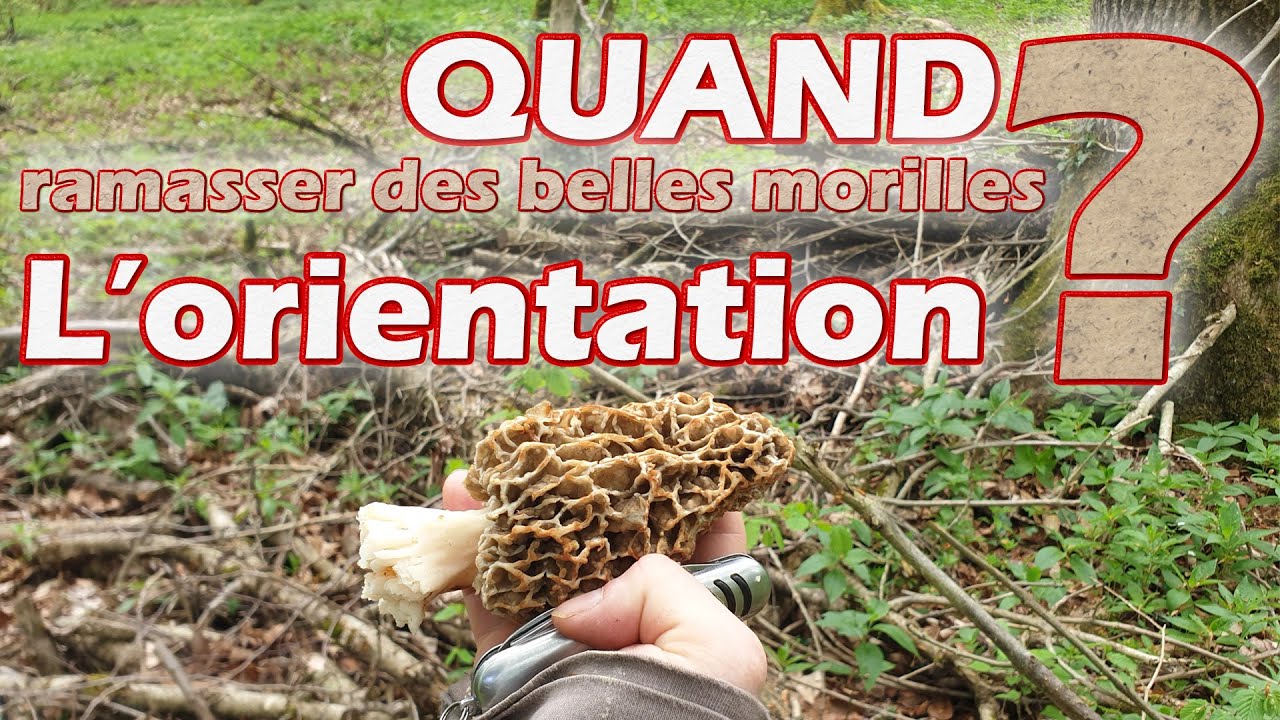 Quand aller aux morilles ? L'importante réponse sur l'orientation.