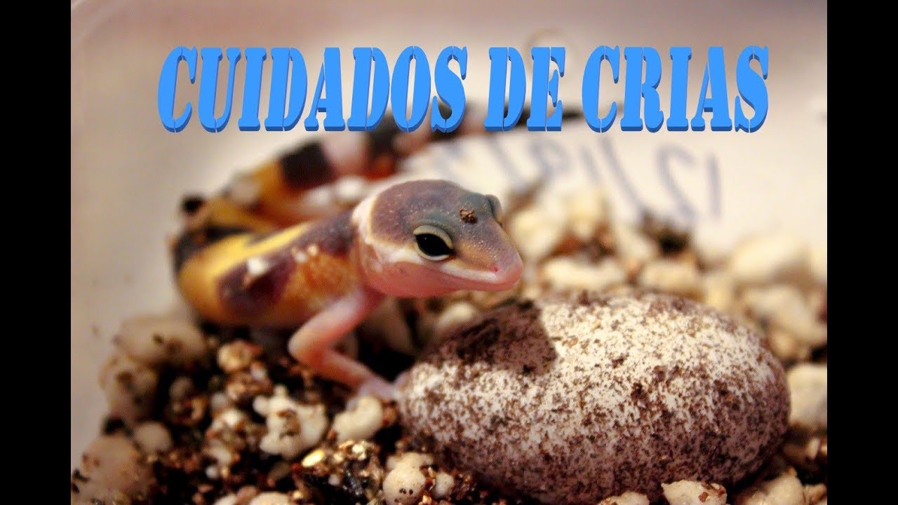 *GECKO LEOPARDO* Cuidado de Crias