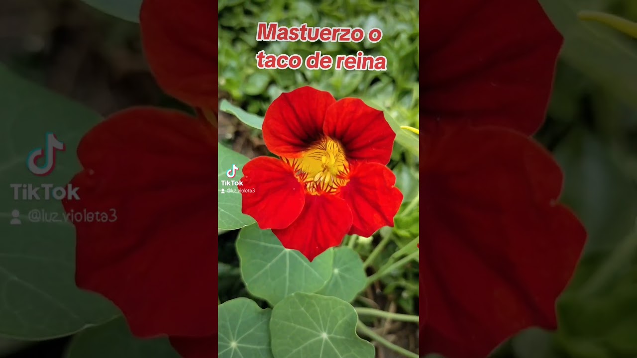 Mastuerzo, (hojas, flores y frutos) con propiedades antibi&oacute;ticas. #plantamedicinal #plantaornamental