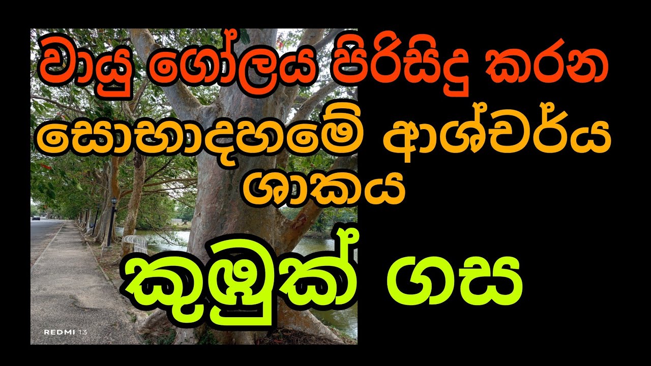 කුඹුක් ශාකය /සොබාදහමේ ආශ්චර්ය ශාකය කුඹුක් /#sobadahama 