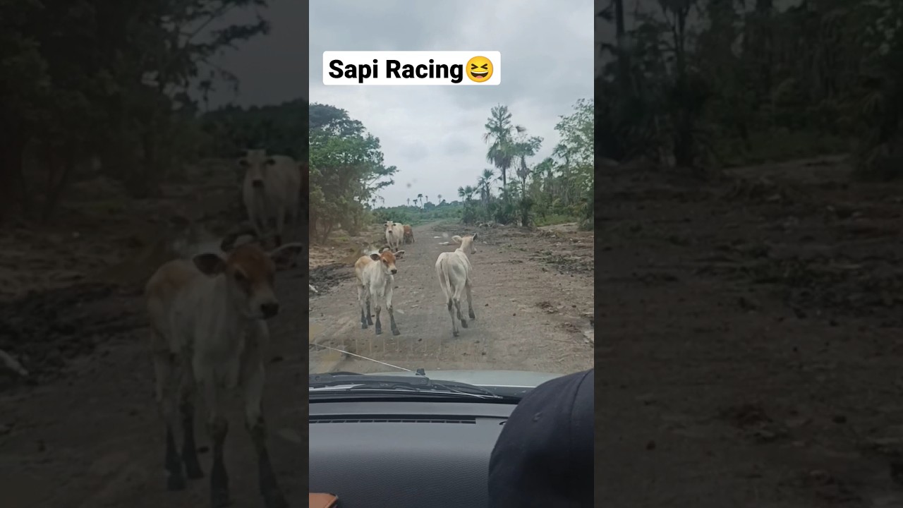 Sapi Racing😆 #shorts #sapi