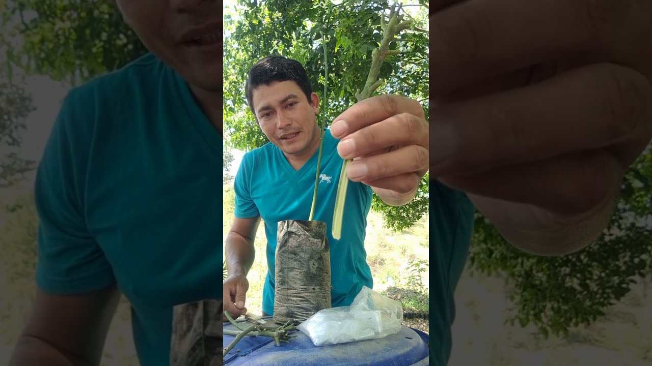 injerto facil y rapido por estaca