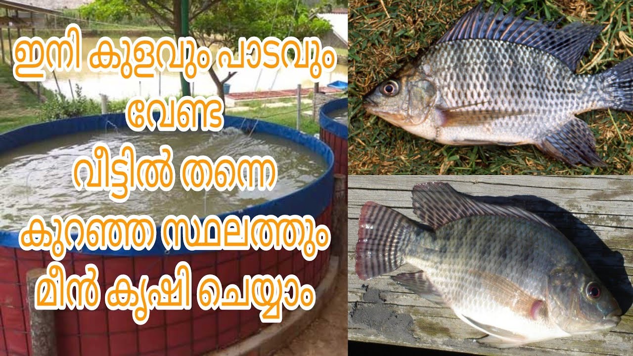 Edible fish farming malayalam | edible fish farm kerala | thilappiya valarthal malayalam | thilappi